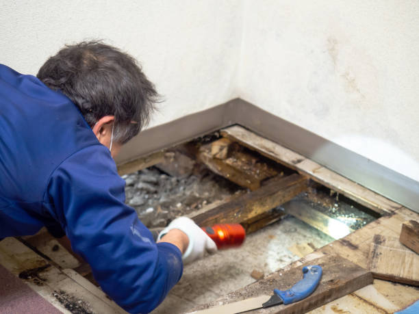 Home Mold Removal in Dundee, OR