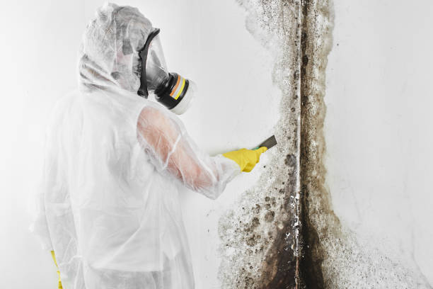 Best Professional Mold Removal  in Dundee, OR