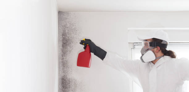 Best Toxic Mold Removal  in Dundee, OR