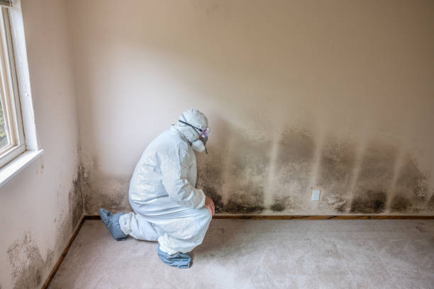 Best Mold Testing  in Dundee, OR