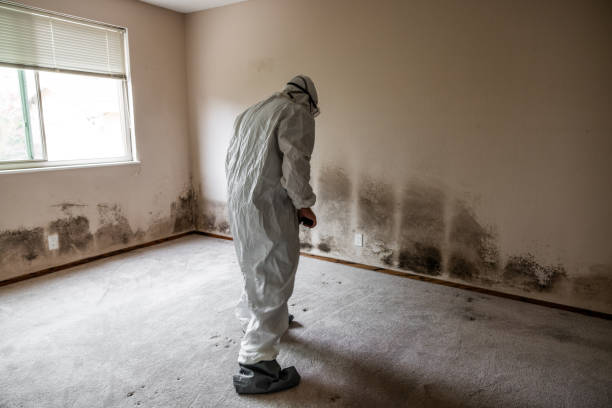 Certified Mold Removal in Dundee, OR