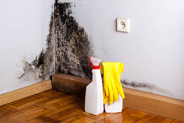 Trusted Dundee, OR Mold Removal Experts